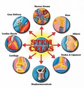 stem-cell-diagram